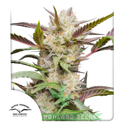 Auto Mimosa Punch  Auto Mimosa Punch
